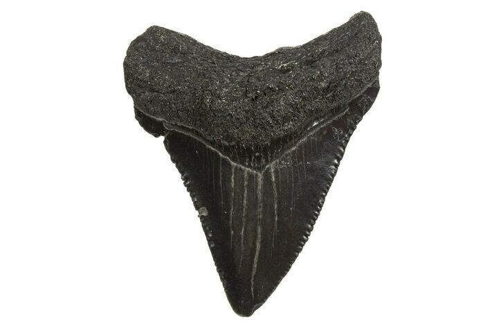 Serrated, Juvenile Megalodon Tooth - South Carolina #340587